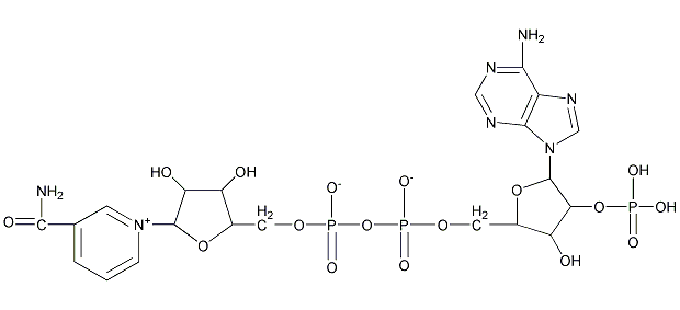 辅酶 Ⅱ结构式