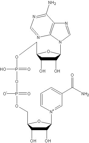 β-Diphosphopyridine Nucleotide