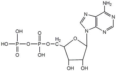 腺苷5'-二磷酸结构式