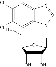 5,6-Dichloro-1-β-D-ribofuranosylbenzimidazole