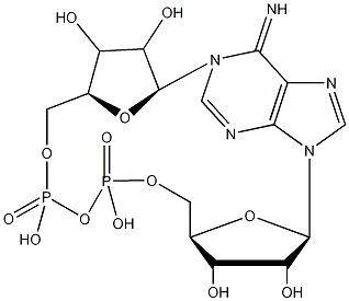 环二磷酸腺苷核酸糖结构式