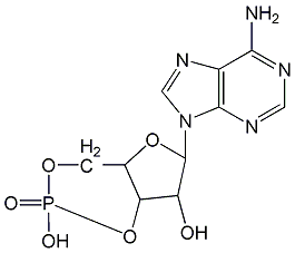 腺苷-3',5'-环状磷酸结构式