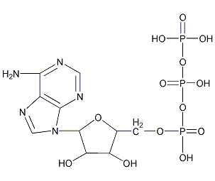 5'-三磷酸腺苷结构式